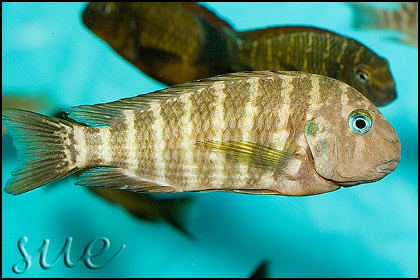 Tropheus polli 'Kekese'